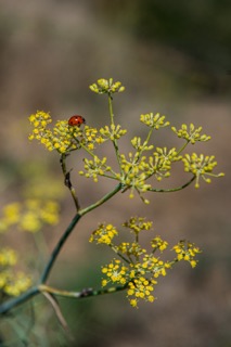 Shoto Land / 松濤ランド